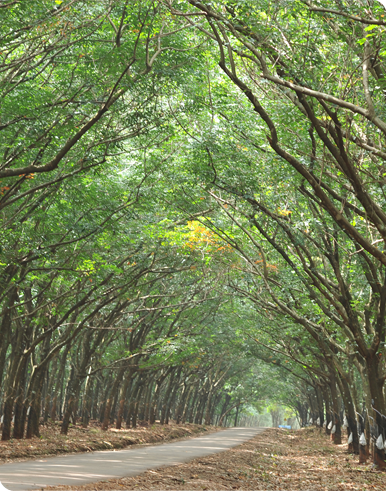 Cty TNHH MTV Cao Su Lộc Ninh